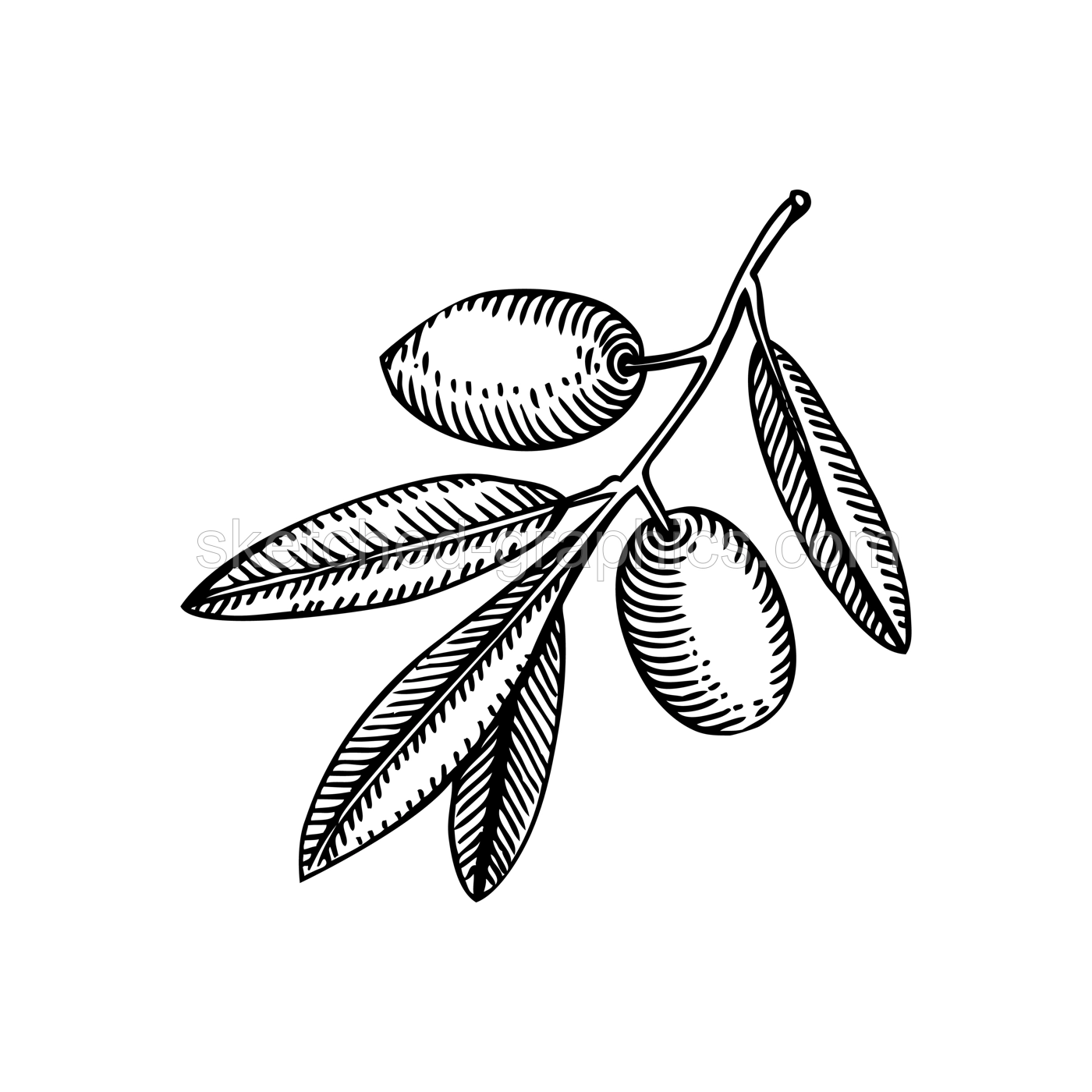 Decorative  olive tree branch with leaves and fruit illustration isolated on white background. Olive tree twigs drawings in vintage engraved style. Vector food illustration for oil packaging design Illustration